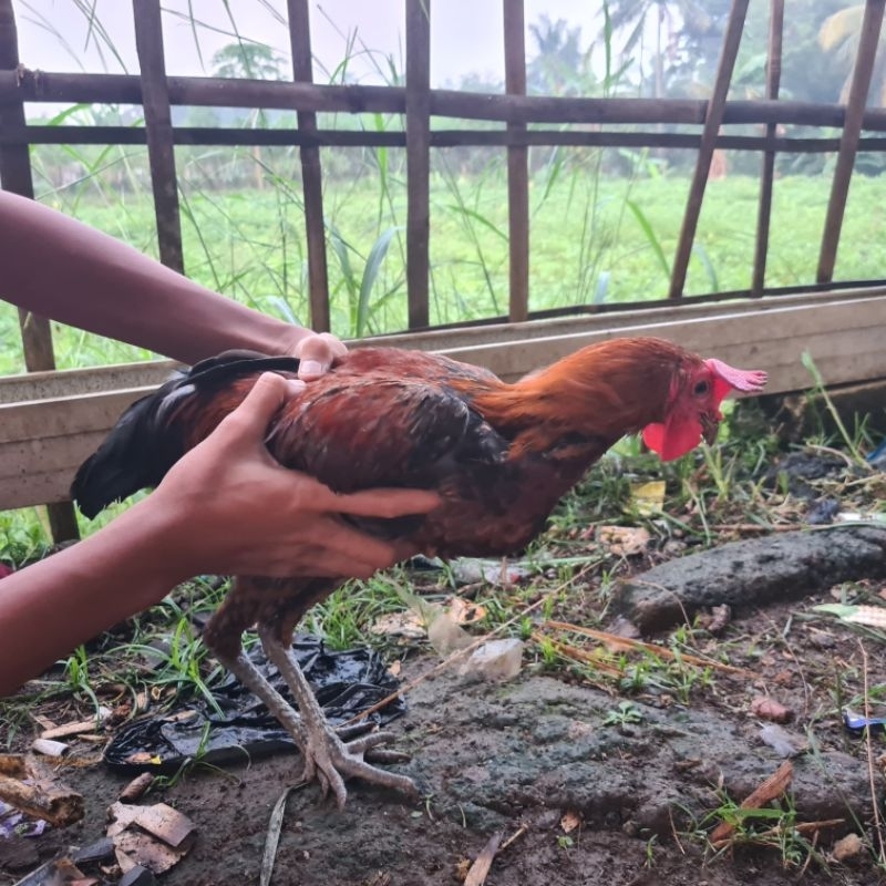 

Ayam Kampung Hidup
