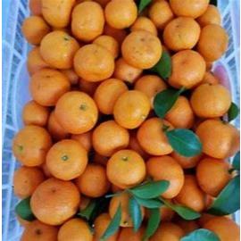 

Jeruk Santang Daun 1 Kg