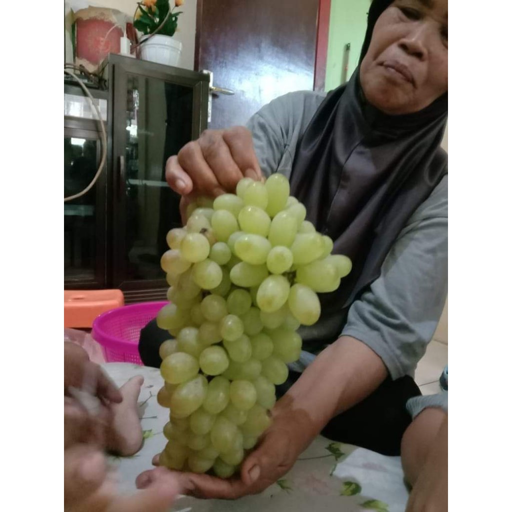 3 Pohon Bibit Anggur Import Hijau Tanpa Biji