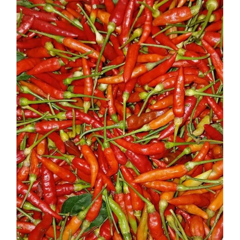 

cabe segar