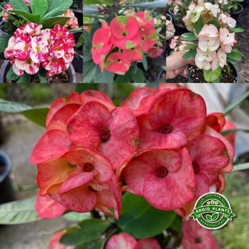 Paket Hemat 4 Jenis Tanaman Hias Bunga Euphorbia Milli - Bibit Pohon Bunga Euphorbia Milli