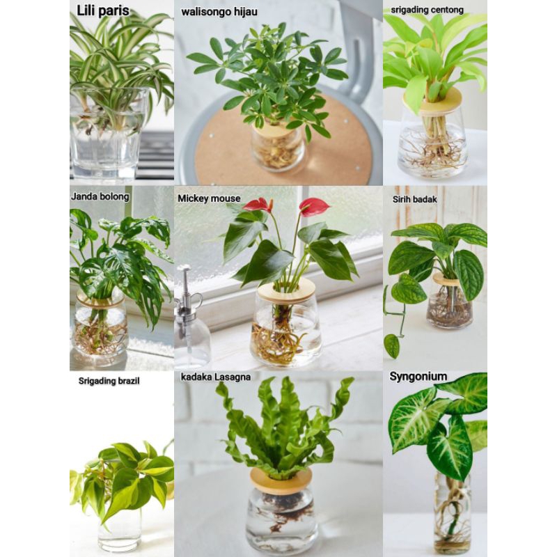Tanaman Hias bisa hidup di air - Tanaman media air - tanaman gantung indoor