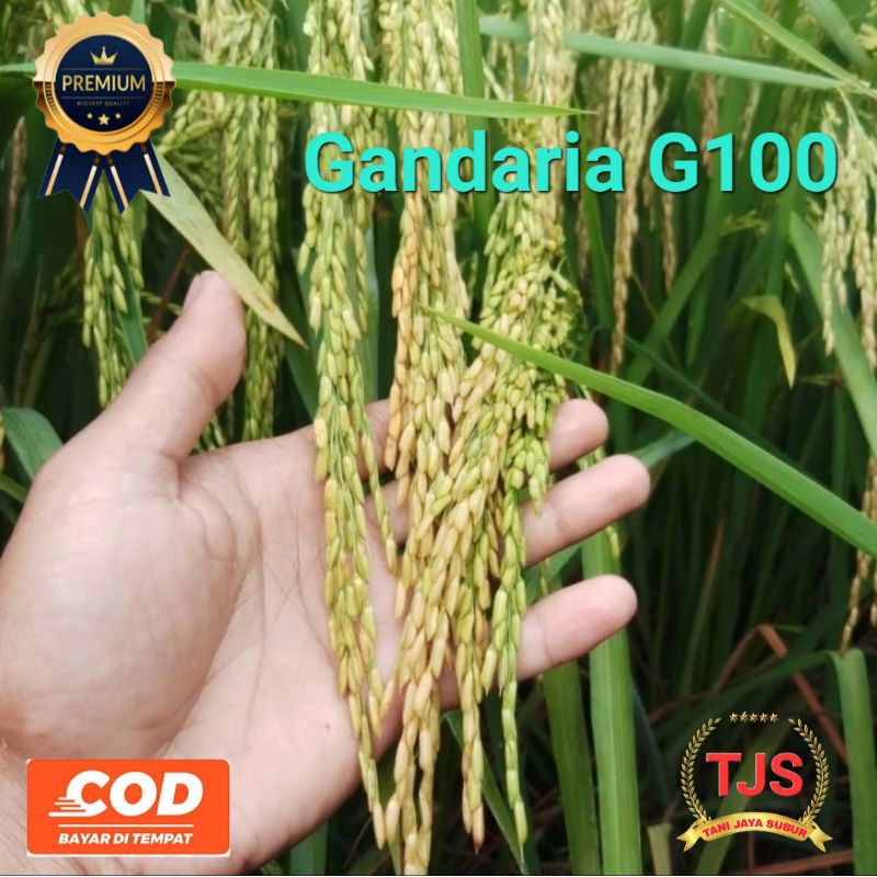 Benih Padi Unggul Gandaria G100 Asal Aceh Kemasan 1Kg