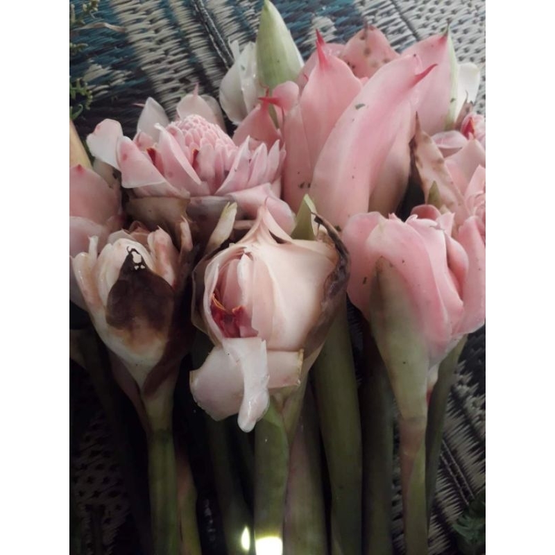 

Daun bunga Kecombrang muda