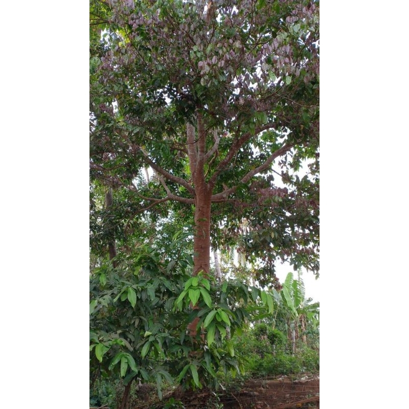 

Daun Jengkol Segar diambil saat ada orderan masuk 500 gr