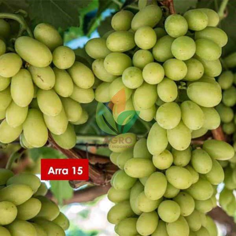 

anggur ara15 semi induk valid(2m)