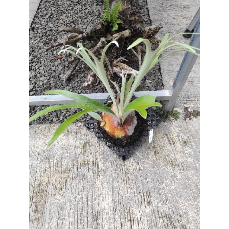 platycerium veitchii lemonie size induk
