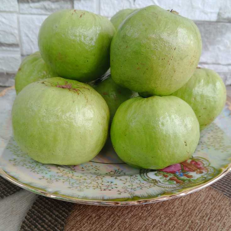 

BUAH JAMBU KRISTAL FRESH / RUJAK JAMBU KRISTAL FRESH