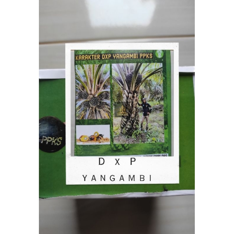 Benih kecambah sawit D x P YANGAMBI siap semai (250 butir) kelapa sawit yangambi Bella bibit