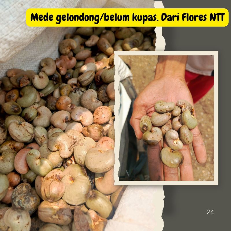 

Mete/Mede Gelondong Belum Kupas 1Kg dari Flores NTT
