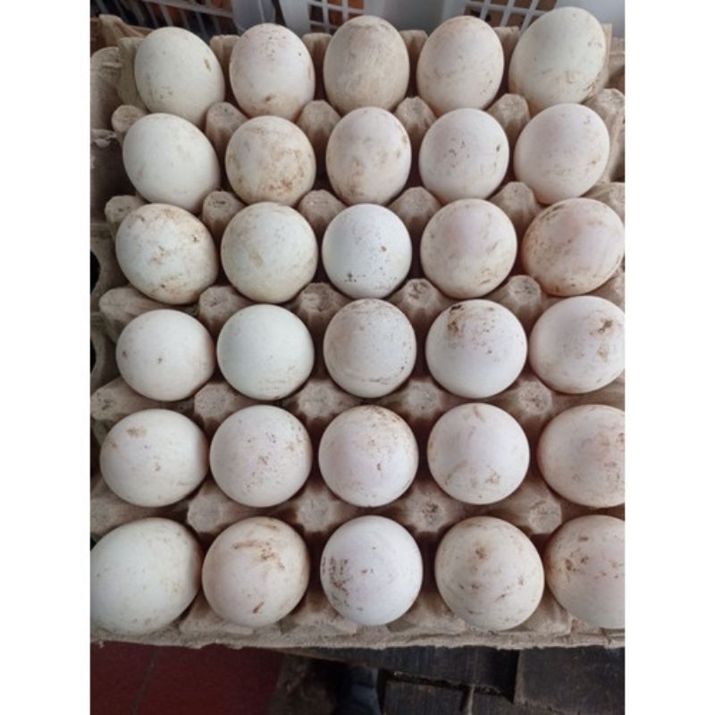 

Telur bebek mentah tawar