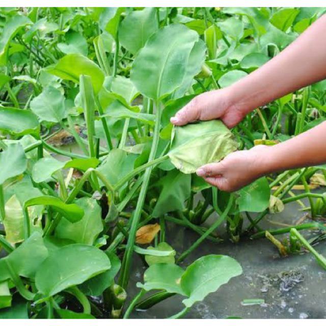 

(5pcs) Bibit Genjer Sayuran Olahan Khas Desa