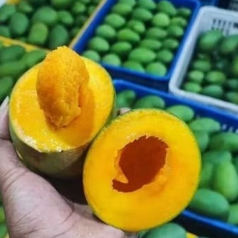 

Buah Mangga Alpukat Bangil Pasuruan