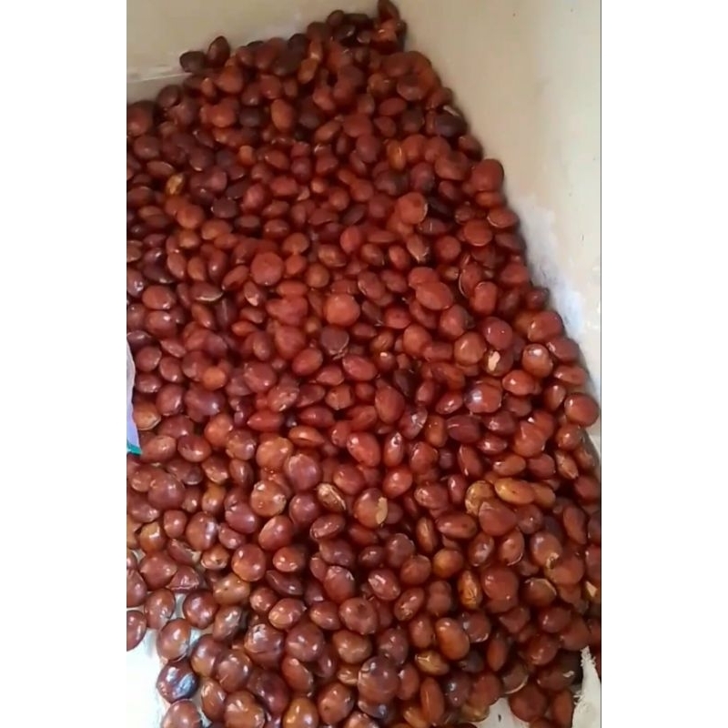 

JENGKOL TUA 18RB 1KG