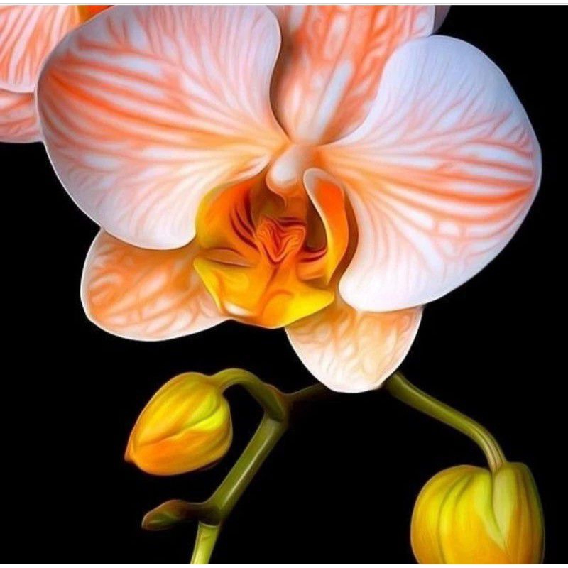 PROMO!! ANGGREK DENDROBIUM DEWASA BUNGA/ANGGREK DENDROBIUM DEWASA BUNGA