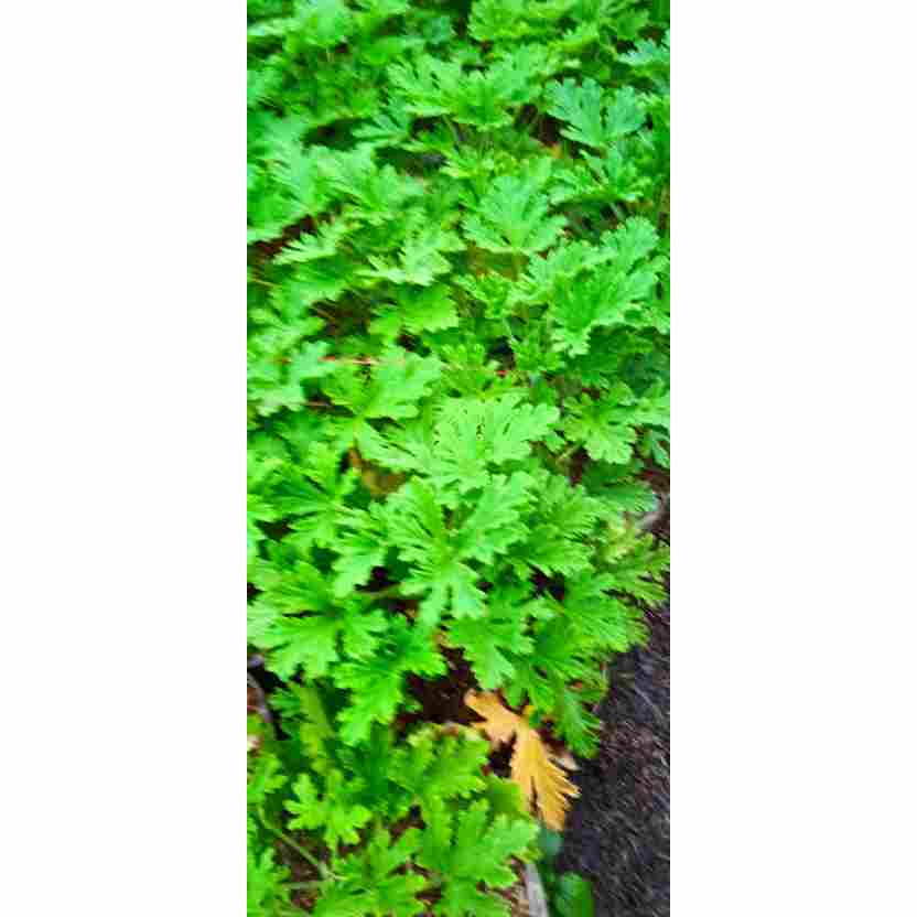 Tanaman geranium citrosa / citrosa geranium