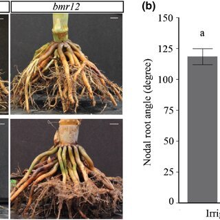 Mokilo43 Giberelin Murni 60 Ml (Asam Giberalat Ga3 Ga-3) - Hormon Zpt Pemacu Bunga Buah Zat Pengatur