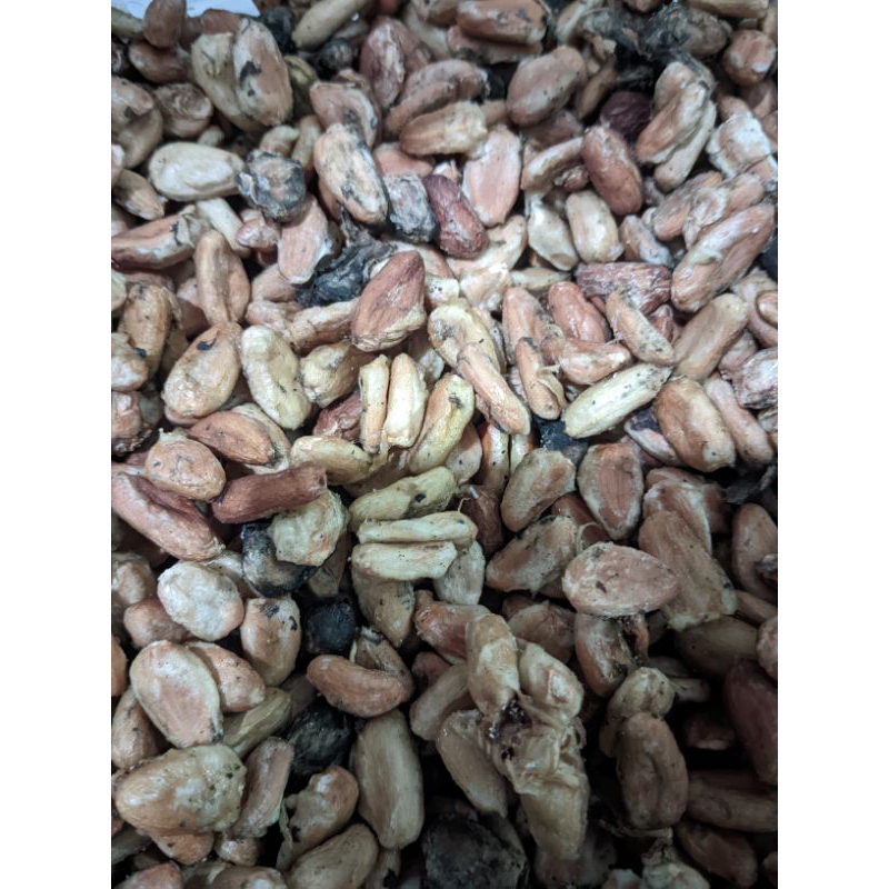 

Biji Kakao/Coklat