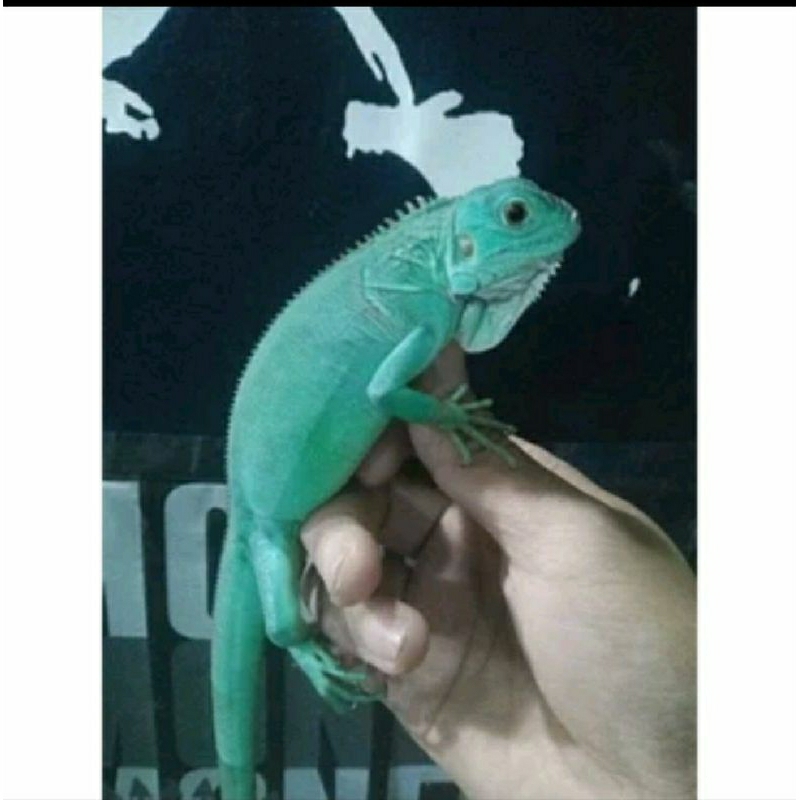 pelet iguana blue baby