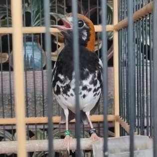 ANIS / PUNGLOR KEMBANG (BATU) Jantan Ngeplong Ngriwik