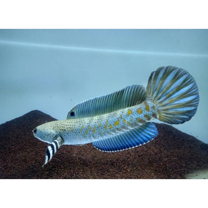 blue pulchra 16-17 cm