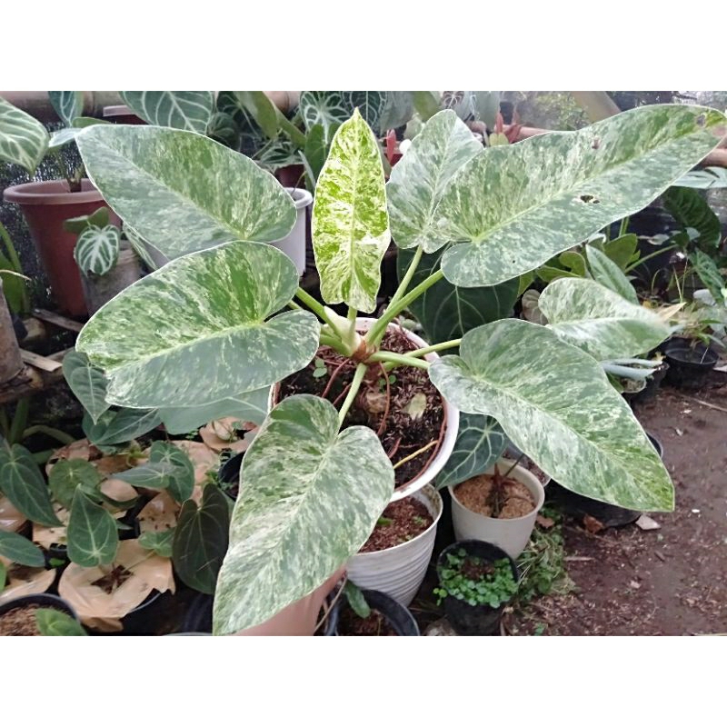 gigantium marbel varigata