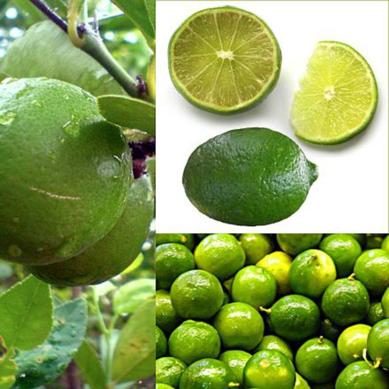 

Jeruk nipis 250gr