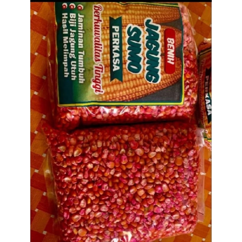 

PROMO MURAH 1 KG JAGUNG SUMO PERKASA 212 SIAP TANAM