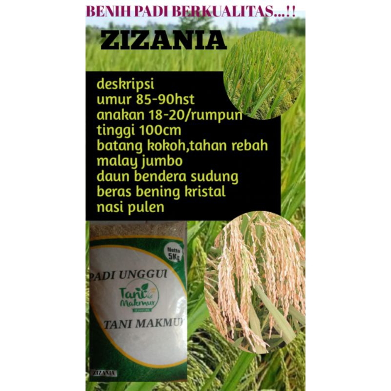 benih padi ZIZANIA kemasan 5kg original