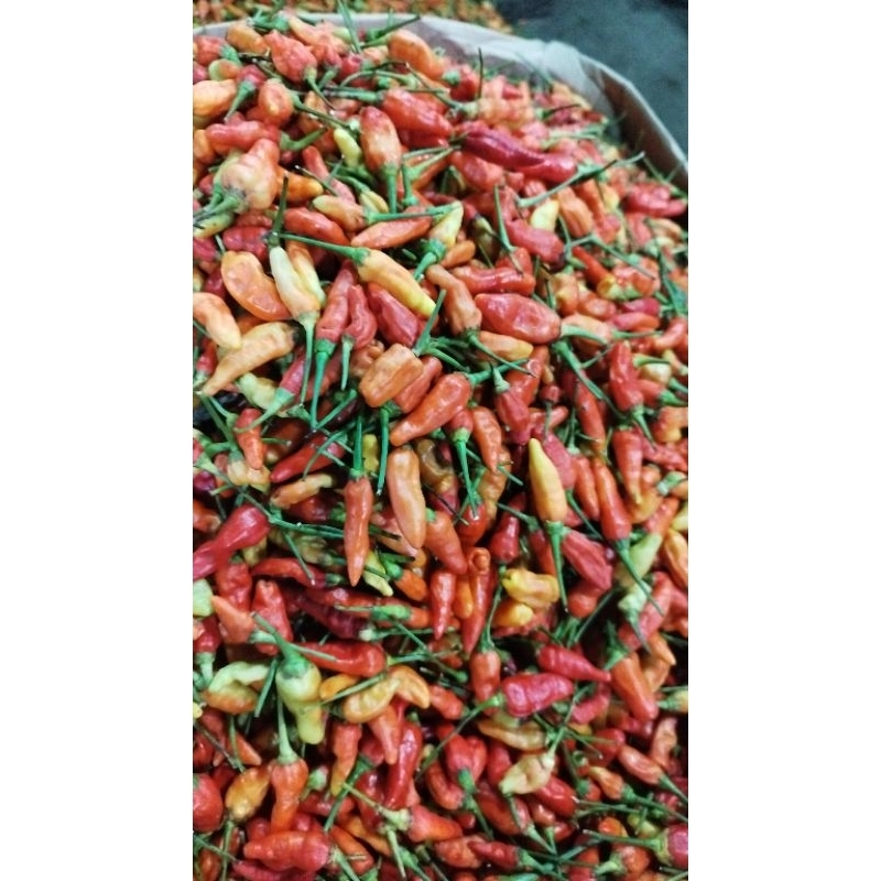 

rawit merah segar