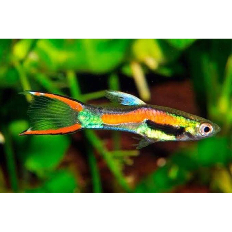 ikan guppy endler Black bar sepasang