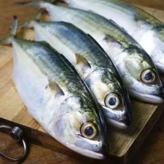 

ikan kembung fresh