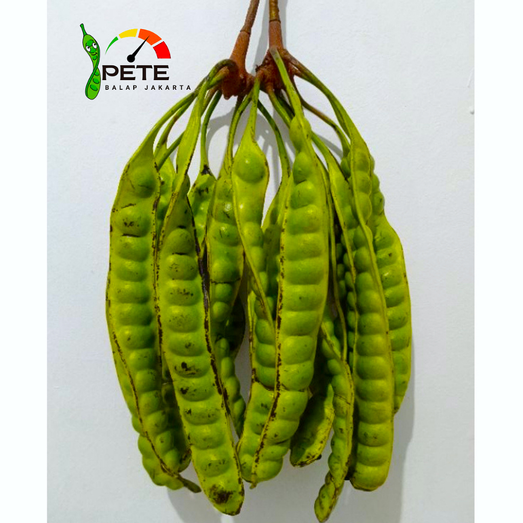 

PETE TUA UKURAN (SEDANG) per 20 papan/tua