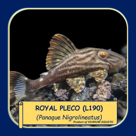 IKAN HIAS AIR TAWAR - ROYAL PLECO / PANAQUE NIGROLINEATUS PLECO (L190)