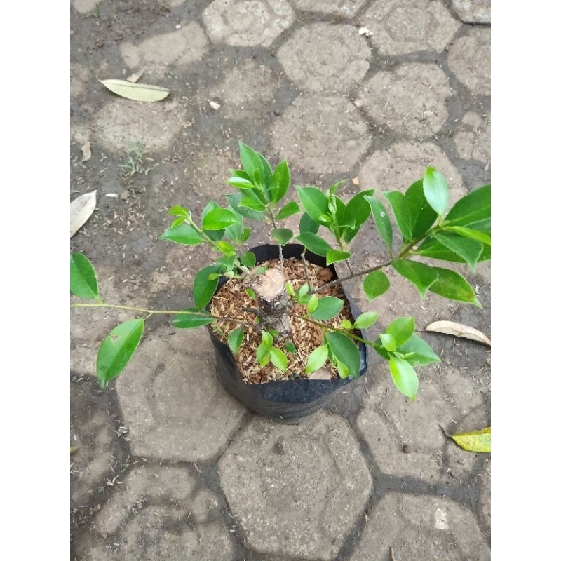 Bonsai Kimeng AS Bahan Gorund/mame Uk Jempol Kaki 2Pcs
