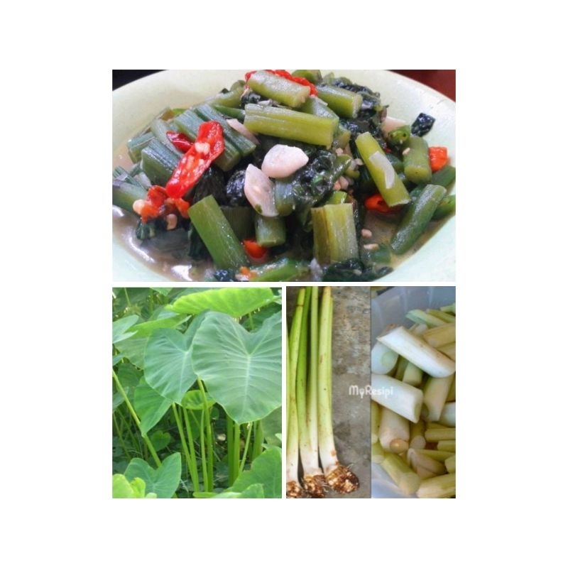 

Talas Bogor muda/sayur Lompong 500gr