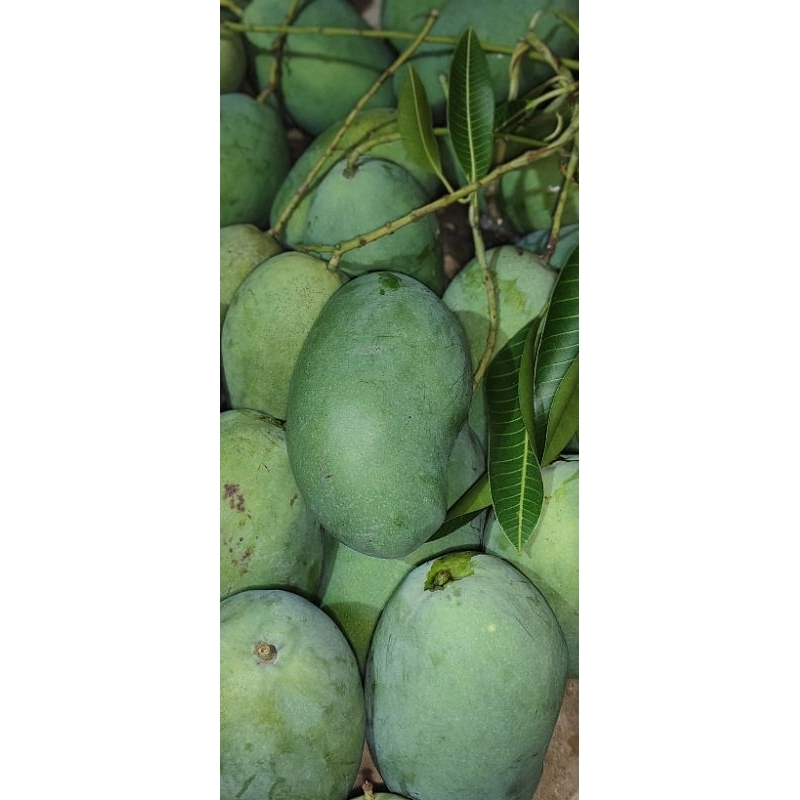 

MANGGA MUDA COCOK UNTUK RUJAKAN 1KG