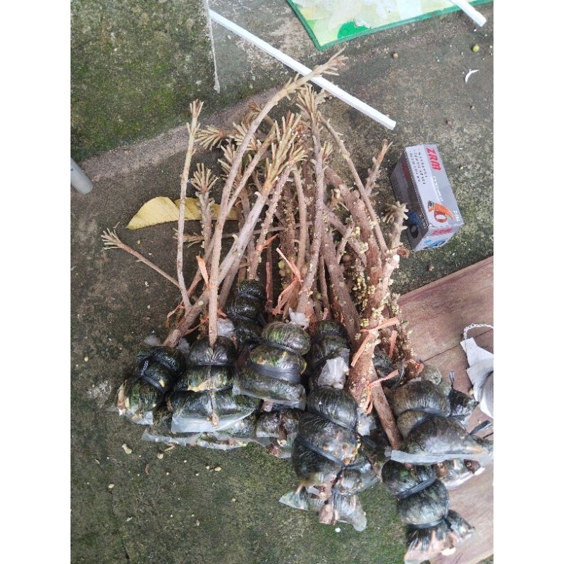 Mamey sapote magana potong cangkok