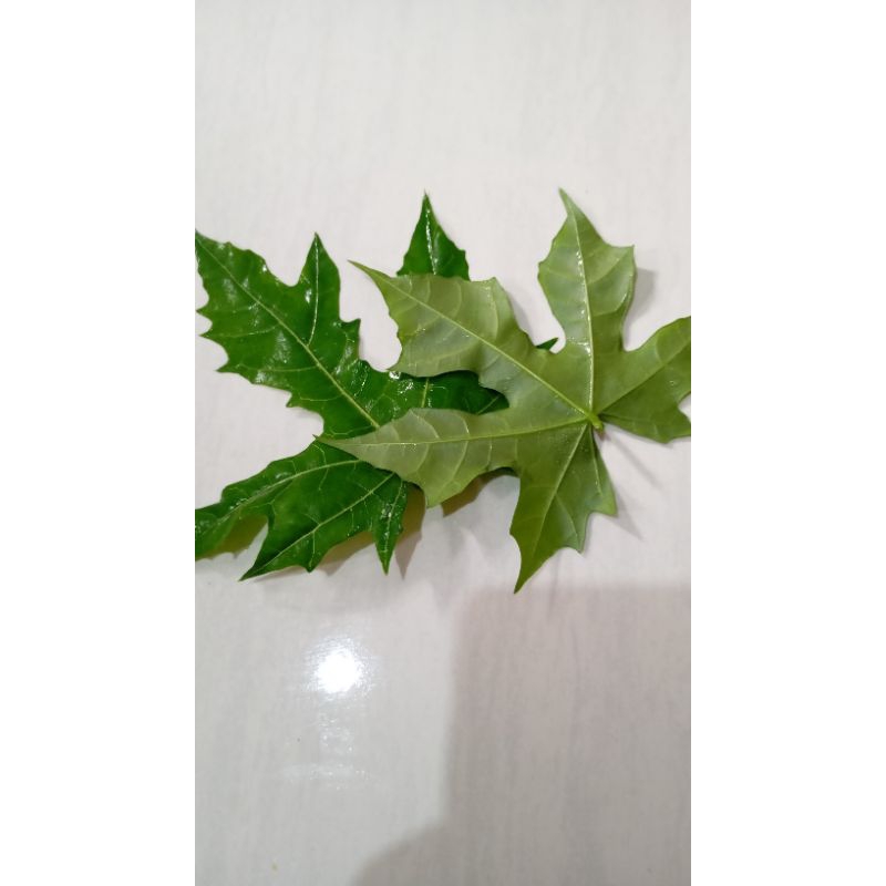 

DAUN PEPAYA JEPANG SEGAR