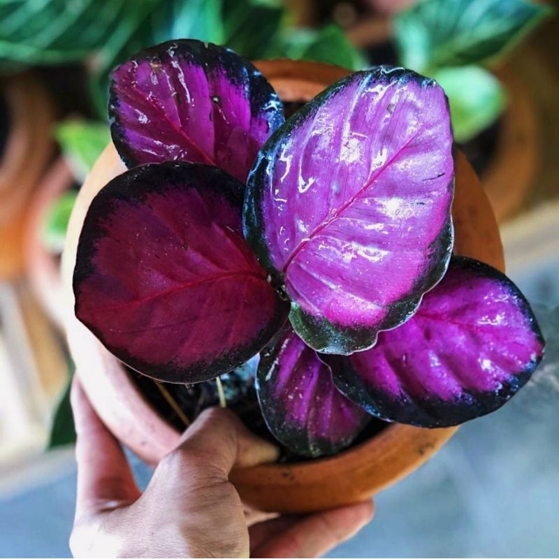 Tanaman Hias Calathea Crimson 5-10 daun besar/ Kalatea Crimson Bukan Bonggol bibit import rawatan mu