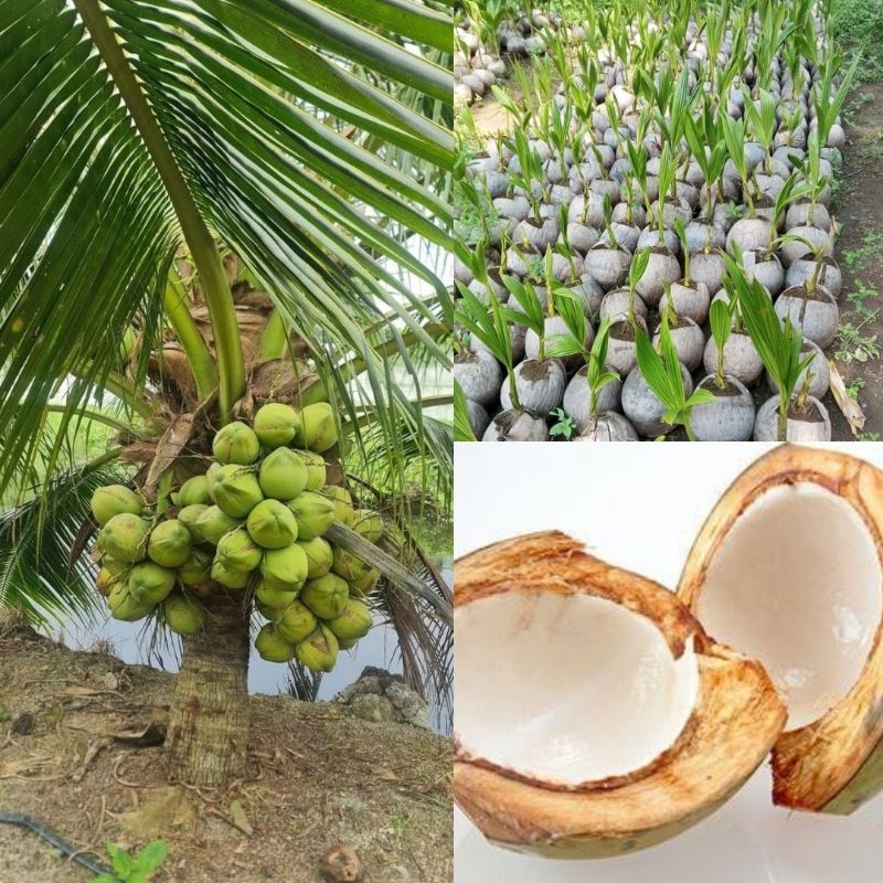 

ISI 10 Bibit Kelapa Kuning Pendek, Bibit Kelapa Kopyor Madu, Bibit Kelapa Kecil