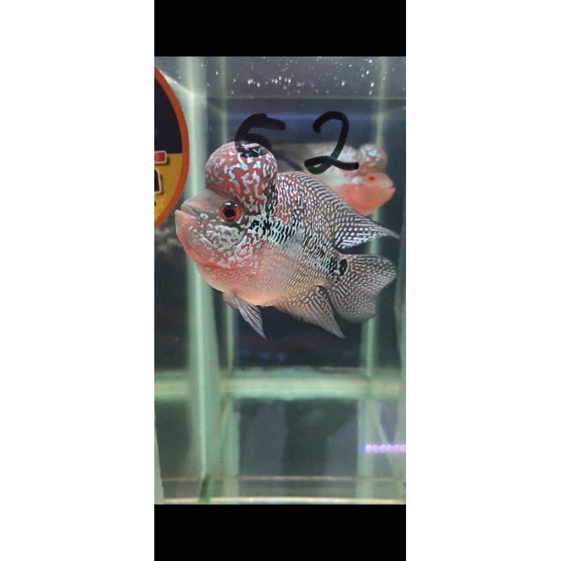 burayak Louhan srd size 2jari