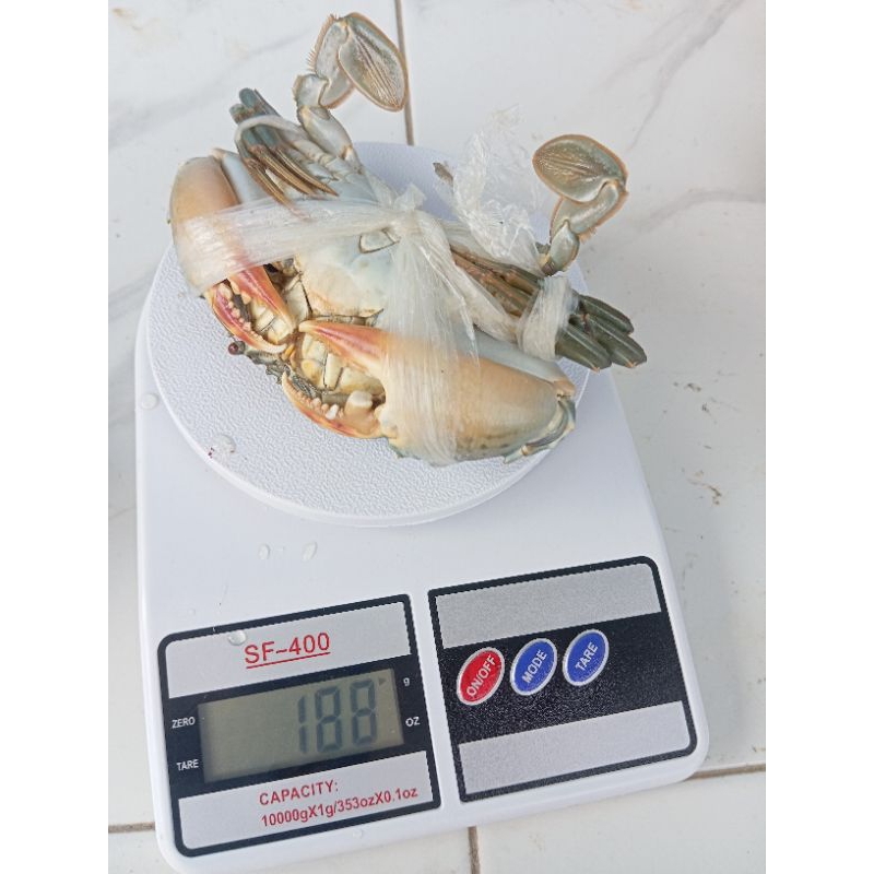 

KEPITING BAKAU AGAK BESAR.