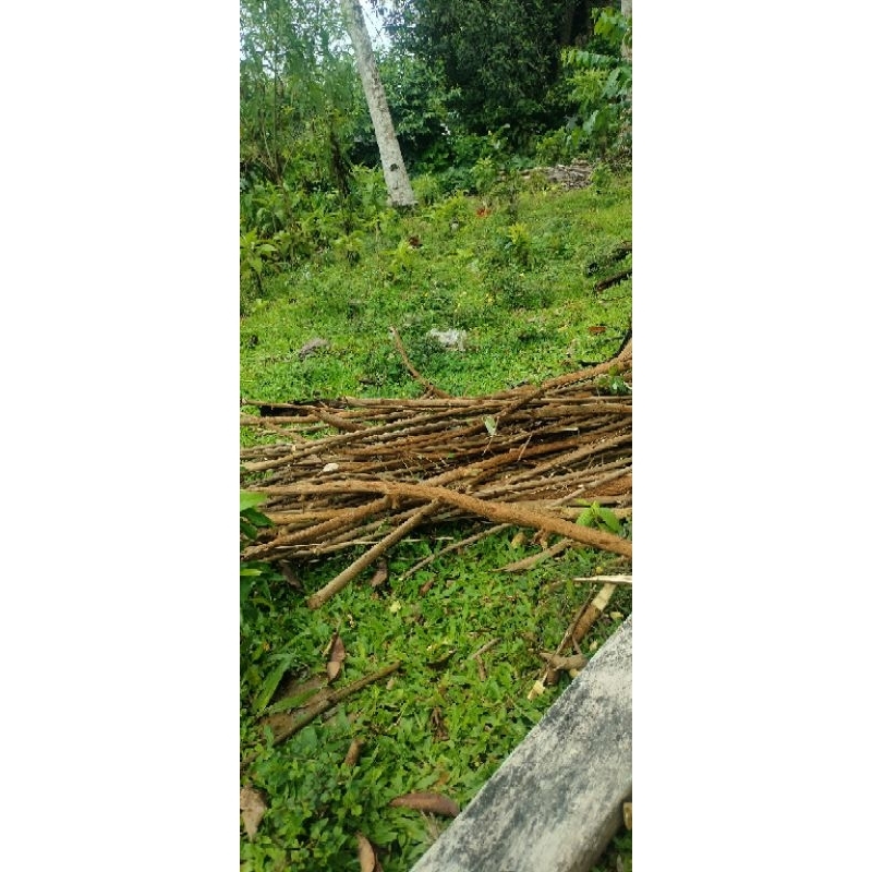 BIBIT LEGUNDI GANDASARI SUPER PAKET 500 BATANG TAMBAH BONUS 200 BATANG