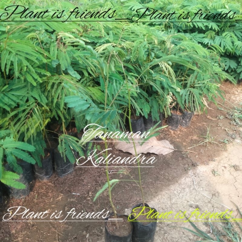 BIBIT TANAMAN KALIANDRA UNGGUL PAKAN TERNAK