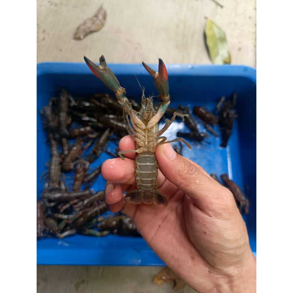 

Bibit Lobster Air Tawar Ukuran 2-3 Inch Berkualitas