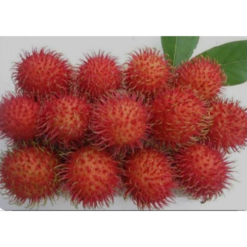 

Rambutan Subang Lebak Bulus Manis Segar Montok .