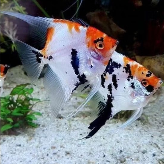 Manfish Red Koi Uk 3 - 3.5 cm GRADE - ETALASE AQUARIUM