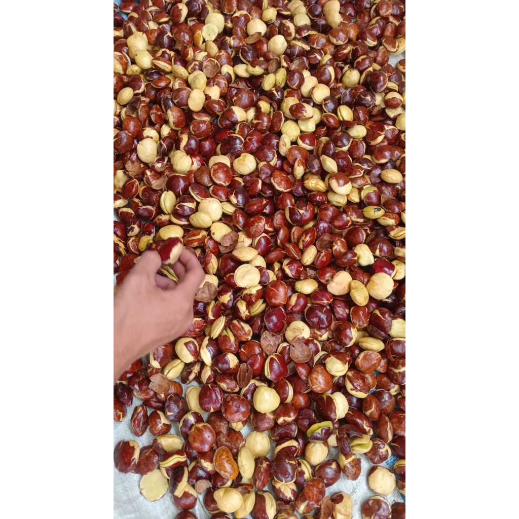 

Jengkol Tua 1 KG (ABRES 1000 GRAM) JENGKOL TUA MURAH