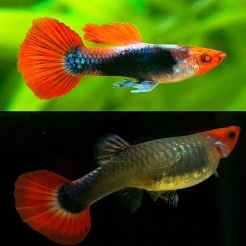 guppy tukedo koi 1 pasang